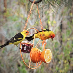 Süßer orangefarbener Vogelhäuschen